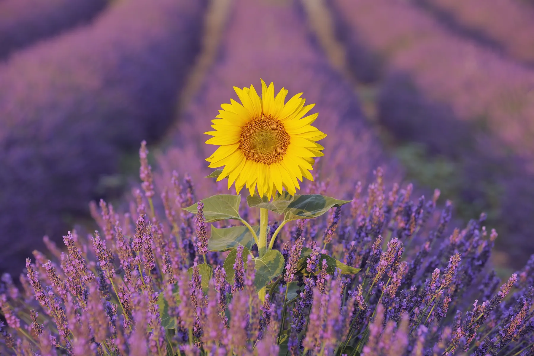 Girasol entre flores moradas